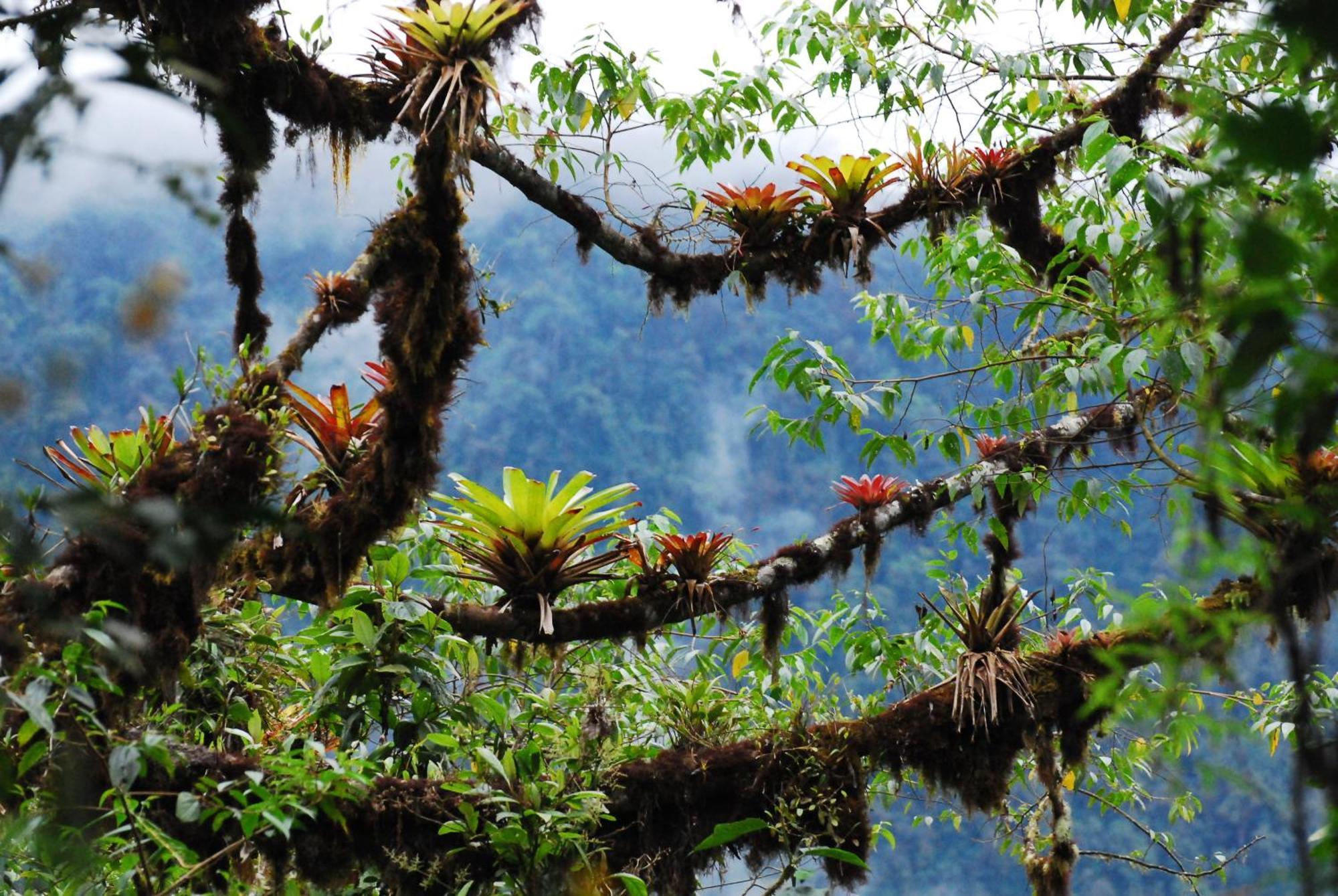 Bellavista Cloud Forest Lodge & Private Protected Area Tandayapa Dış mekan fotoğraf